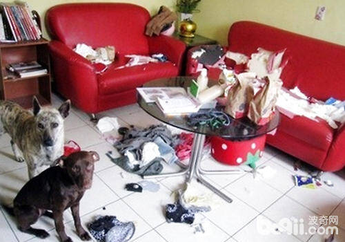 怎样防止狗狗破坏家具