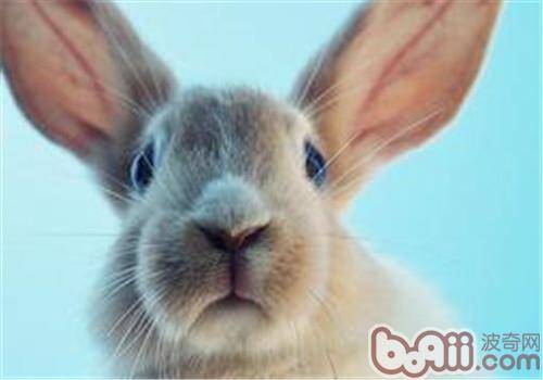 兔子的三瓣嘴有什么用途？