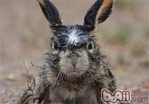 宠物兔也懂得生气吗？
