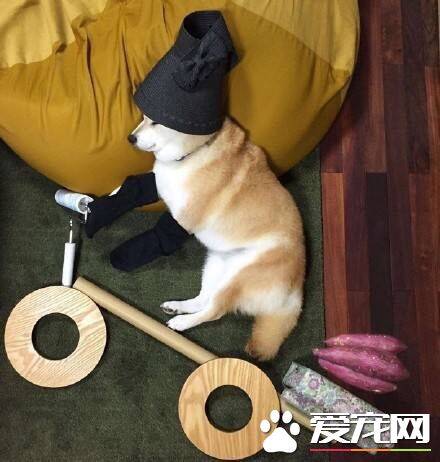 柴犬换牙期有什么症状 如何缓解柴犬牙齿疼痛不舒适的症状