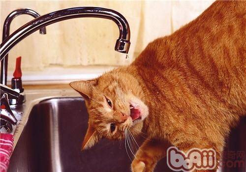 猫咪洗发液使用的注意事项