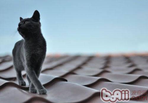 为什么猫咪喜欢在地毯上尿尿