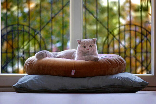 折耳猫吃软骨素有用吗