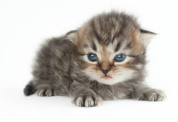 小加菲猫流鼻涕怎么办