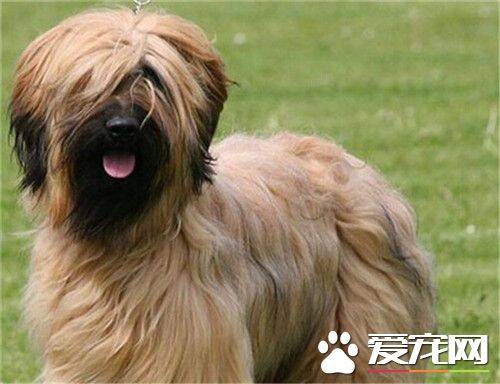 伯瑞犬智商排名 伯瑞犬智商排名在第30位