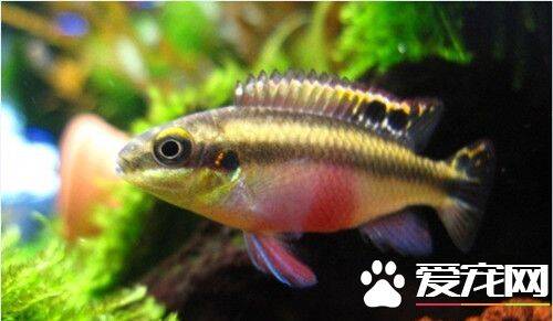 红肚凤凰鱼的繁殖 繁殖期的水质中性或微碱性