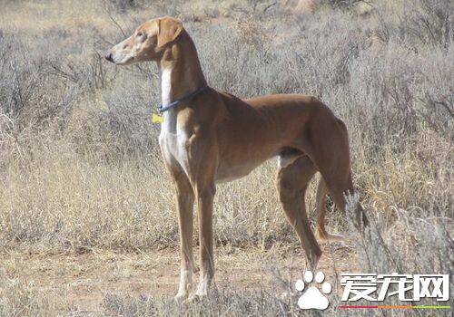 萨路基猎犬出生地 萨路基犬原产中东地区伊朗