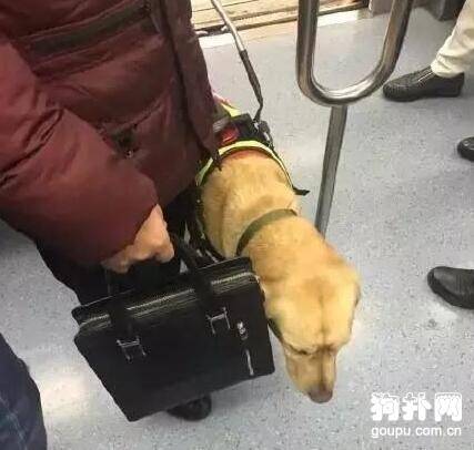 地铁惊现导盲犬，乖巧表现惹人爱