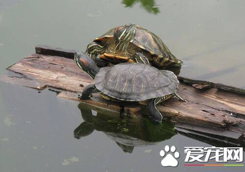 乌龟是不是爬行动物 乌龟是爬行动物