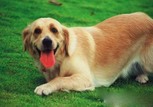 怎么训练狗狗躺下,如何训练狗狗匍匐前进