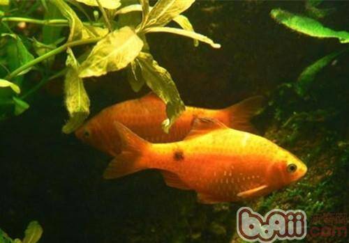 黑斑鲫的喂食要点