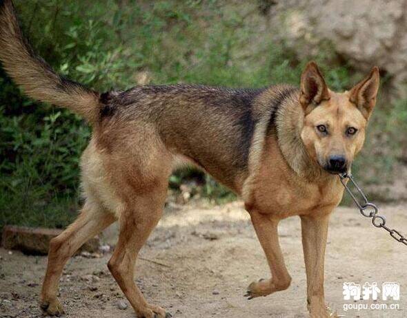 家里的老狗每天早出晚归，父亲跟踪后终于发现了真相