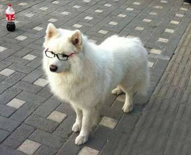 墨西哥无毛犬的养护常识 注意防寒