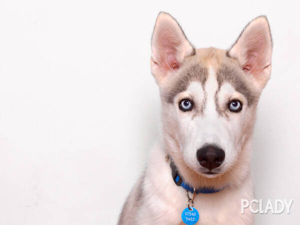 哈士奇幼犬怎么训练,你所不知道的一只真实哈士奇