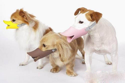 狗狗身体的健康生理指标,狗狗出门戴嘴套的好处