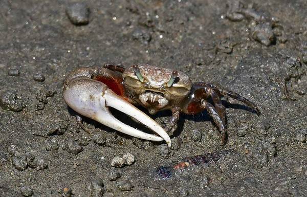 螃蟹是不是凉性的