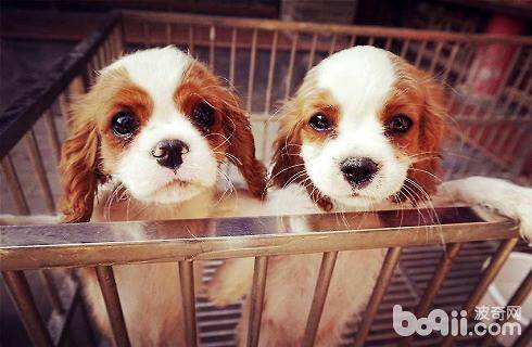 幼犬什么时候可以打疫苗？