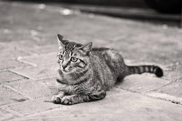 狸花猫什么时候绝育