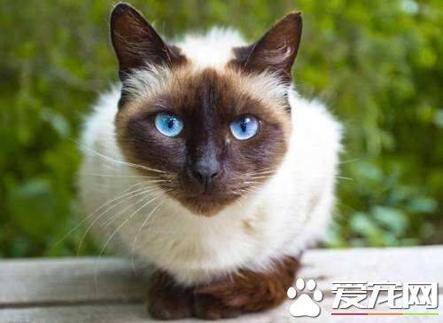 暹罗猫有黄眼睛的吗 暹罗猫眼睛发黄的原因
