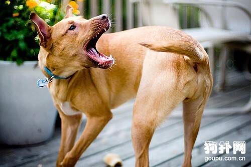 狂犬病初期症状- 狂犬病原因|诊断|预防及治疗方法