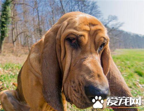 寻血猎犬跑的快吗 寻血猎犬速度较军犬慢点