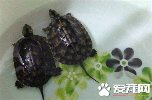 乌龟的寿命有多长 不同龟种的寿命不同
