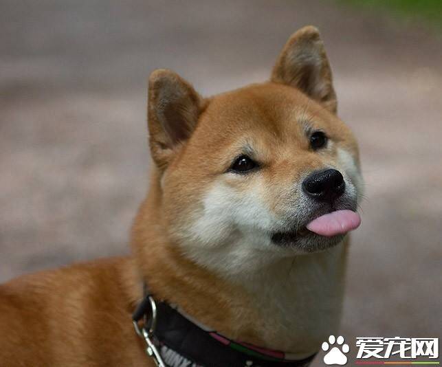 柴犬能吃米饭吗 柴犬吃米饭的好处