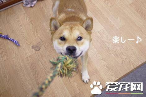 柴犬小时候毛色 柴犬原来有这么多颜色