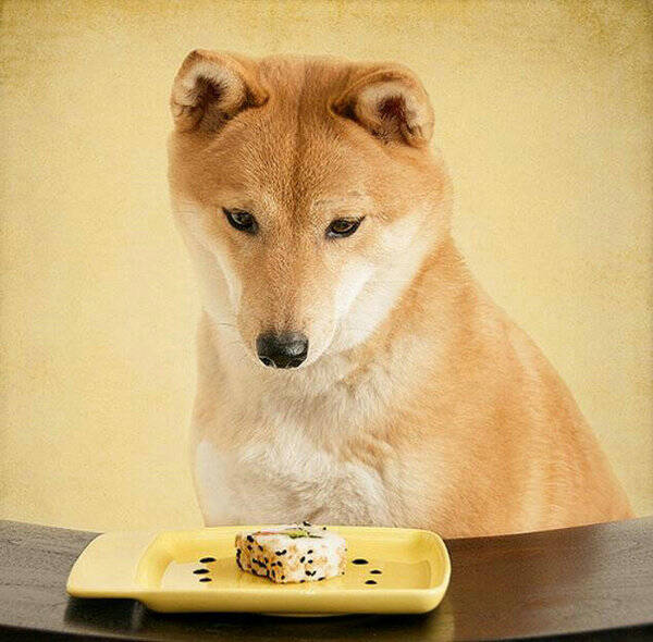 狗狗一天喂几顿狗粮