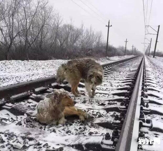 男友力max!母犬腿卡铁轨公犬任凭火车头顶飞驰不离弃!