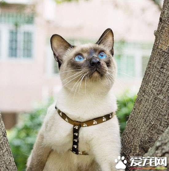 暹罗猫吃什么零食好 自制零食给暹罗猫吃是最好的