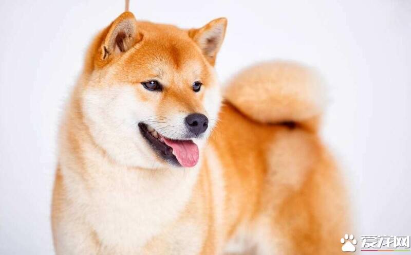 柴犬一块一块脱毛 柴犬脱毛的原因居然这么多