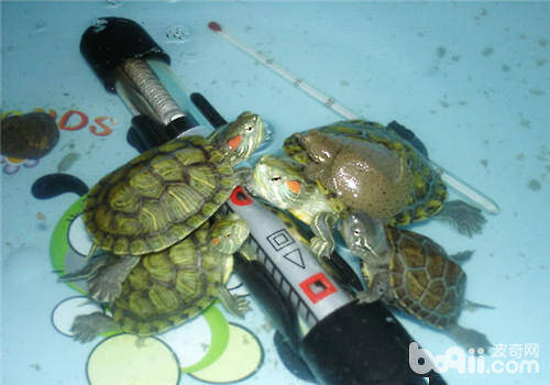 水龟饲养用具之如何选择加热棒