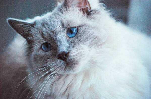 猫吃东西少