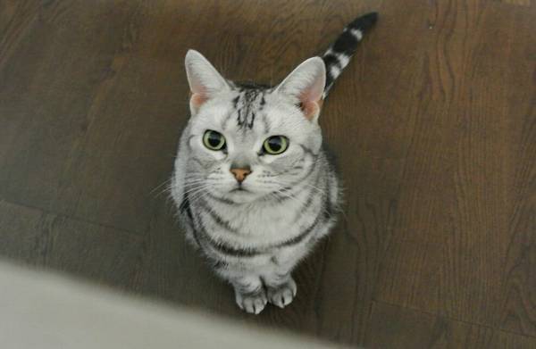 小猫可不可以洗澡