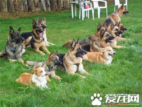 德国牧羊犬和黑背的区别 黑背是德国牧羊犬俗称