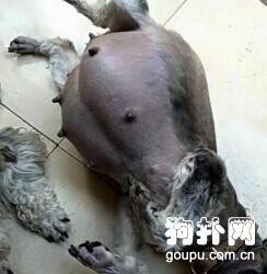 孕犬肚大如萝吓坏主人，医生一句话却让他开心不已