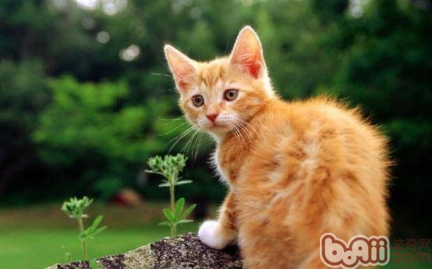 制止猫咪啃食花草的方法