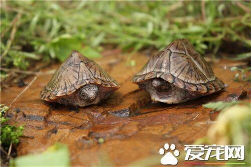 家庭养龟与风水有关系么 龟能起到化煞的作用