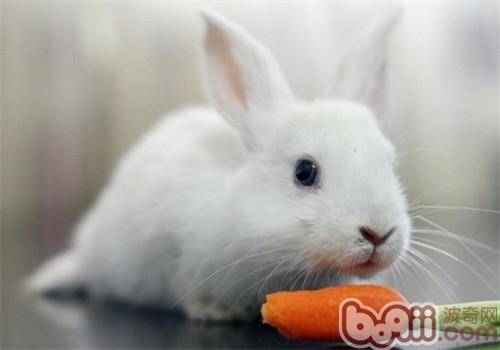 冬天要给兔子吃胡萝卜