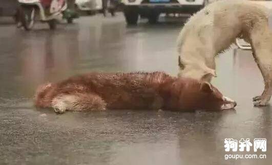 同伴命丧车轮，狗狗当街哀嚎不愿离去，好心酸