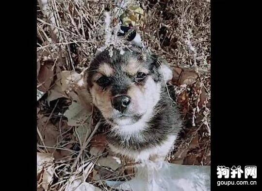 荒郊野外还能遇到流浪狗，这是存心要饿死它吗