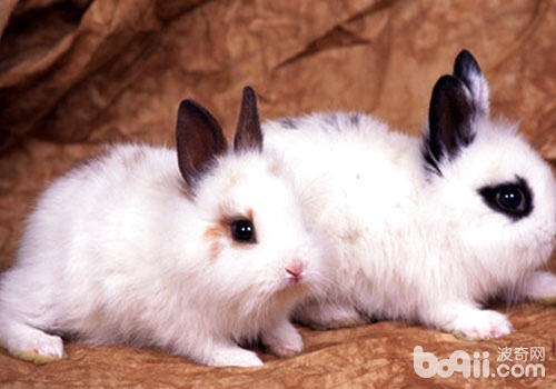 如何预防兔子不同生育期疾病