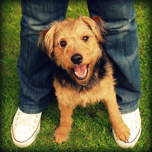 如何训练狗狗寻找食物,训练狗狗不扑人