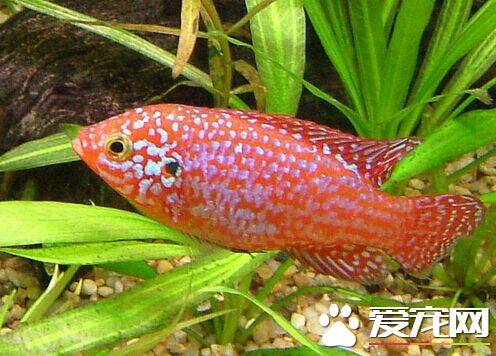 红宝石鱼产卵 红宝石产卵的极大注意事项