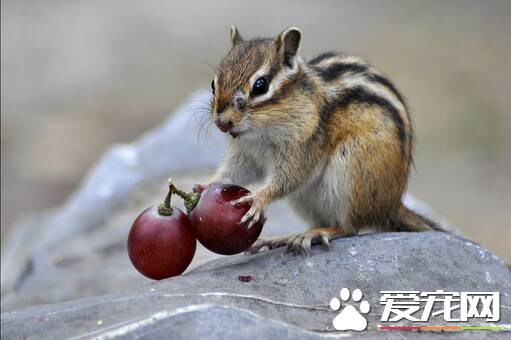 松鼠怎么养 从饲养环境与喂食要点入手