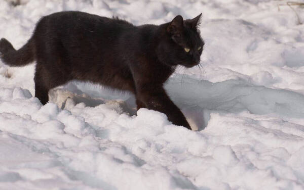 猫的汗腺在哪里