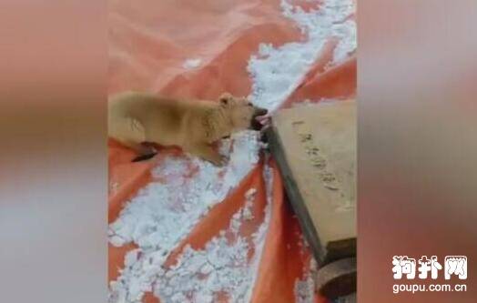 北方狗狗出门乱舔，舌头被冻住拔不下来，悲剧！