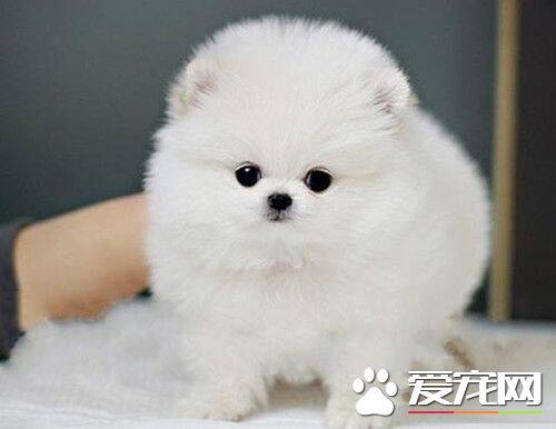 博美犬贵不贵 幼犬的价格一般在2000到8000元