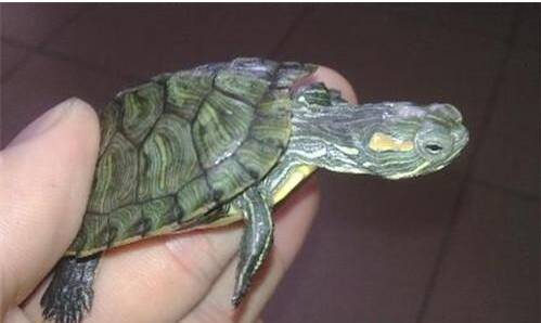 巴西红耳龟 如何饲养巴西红耳龟